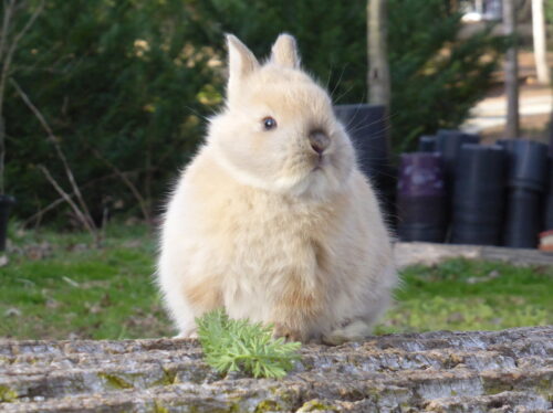 Netherland Dwarf, Doe - Buffy