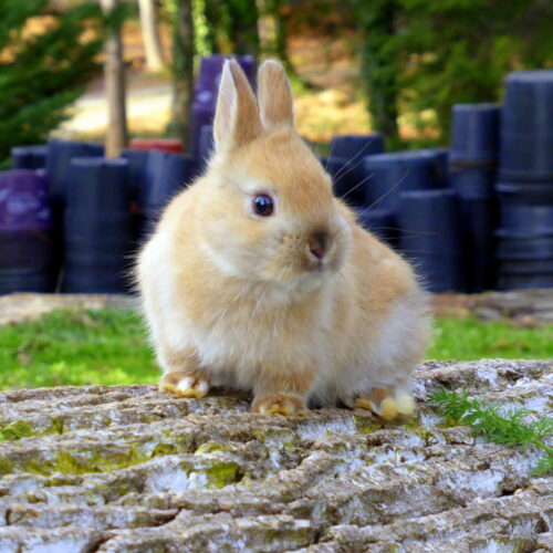 Netherland Dwarf, Buck - Logan