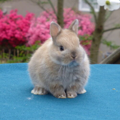 Netherland Dwarf, Doe #3-Iris