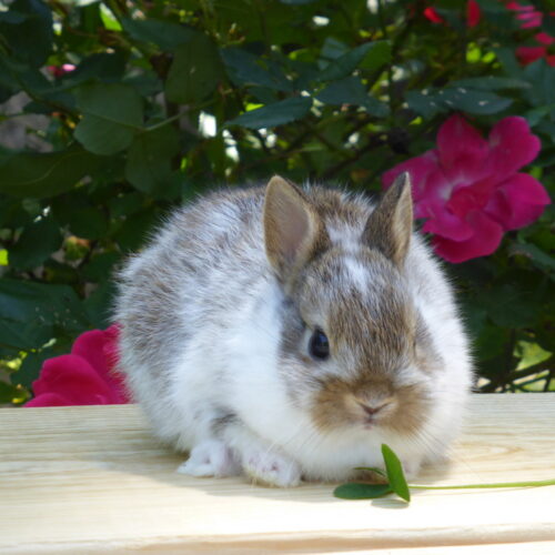 Netherland Dwarf, Broken Agouti Buck-Thurston