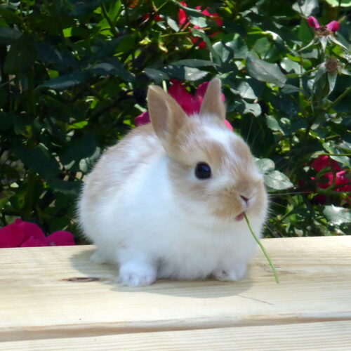 Netherland Dwarf, Broken White & Red Doe-Ginger