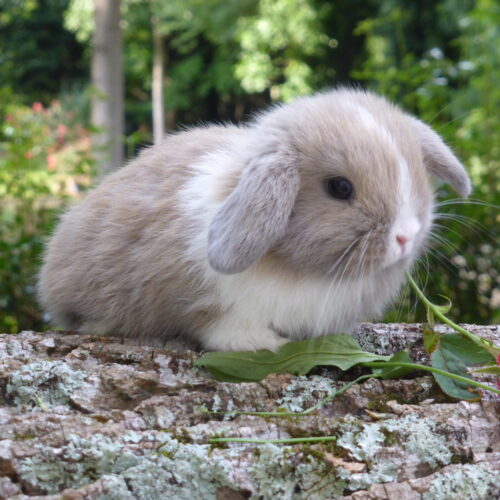 Holland Lop, Trixie and Barry's Marked Vienna Tort Buck - Andy