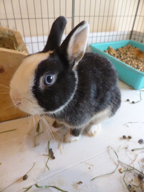 Netherland Dwarf, Vienna Marked Black Doe-Sparkles, with indoor cage + 3 kits born 2-17-23.