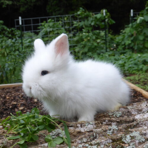 BEW Teddy Bear Lionhead, Lilliput's Buck-Simba