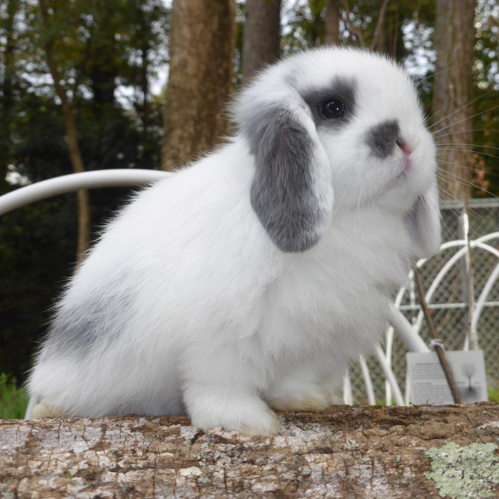 Holland Lop, Stars Broken Blue Doe-Margaret – Foothills Rabbitry