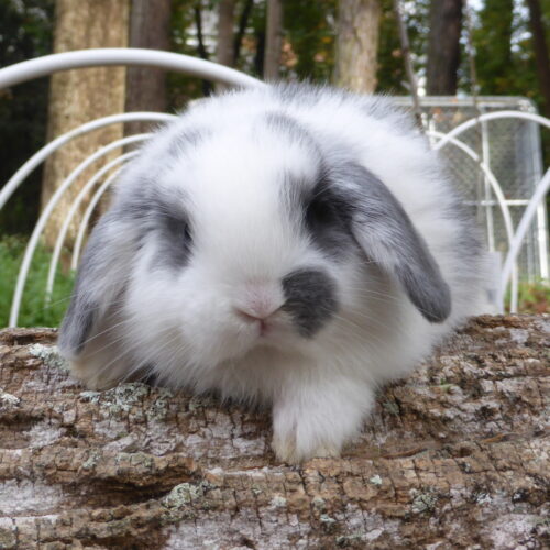 Holland Lop, Star's Broken Blue Doe-Betty