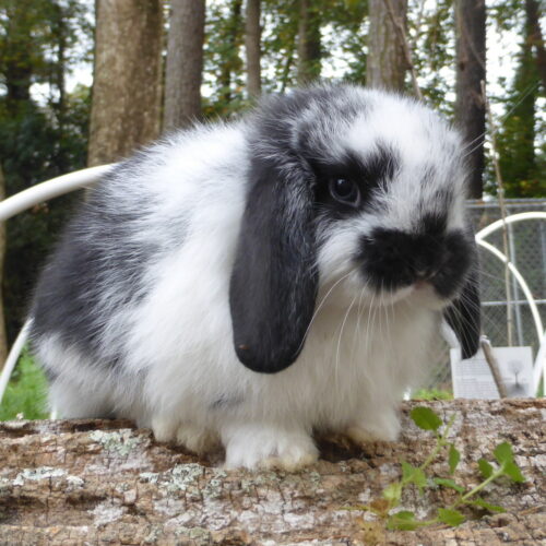 Holland Lop, Star's Broken Black Buck-Jim