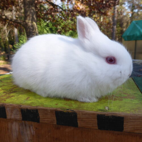 Netherland Dwarf, Nibbles' White Buck-Tom