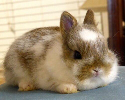 Netherland Dwarf, Oreo's Broken Brown & White Buck-Darrin