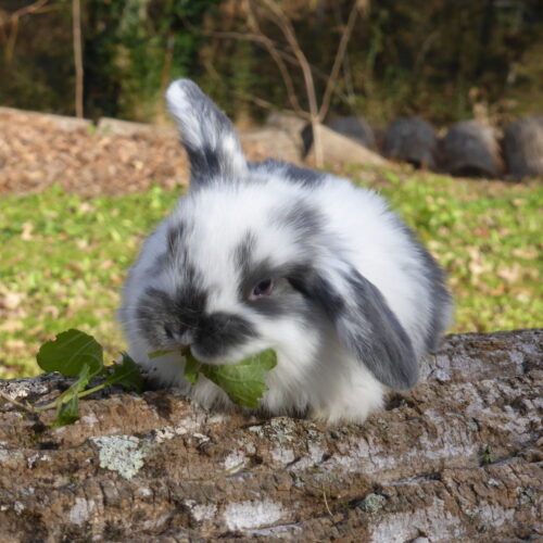 Holland Lop, Star's Blue-Eyed Broken Blue, White Buck-Benjamin