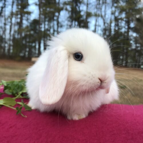 Holland Lop, A La Mode's Blue-eyed White Doe-Purity