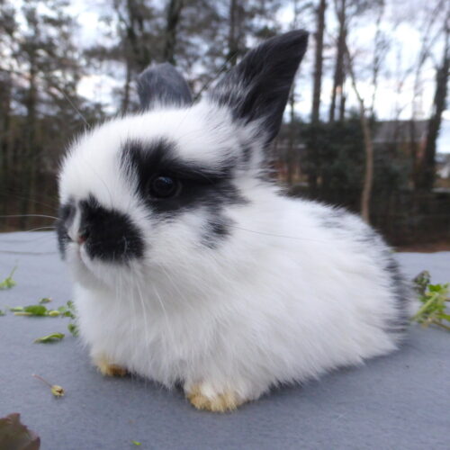 Mini Lop, Zipporah & Barry's Broken Black Doe-Ripley - Image 2