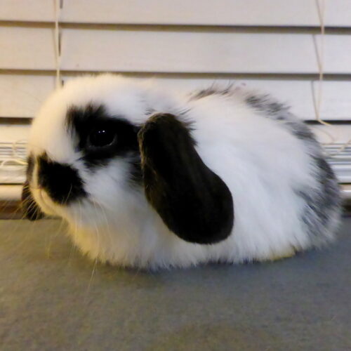 Mini Lop, Zipporah & Barry's Broken Black Doe-Ripley