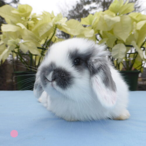 Holland Lop, Star's Broken Blue Doe-Misty