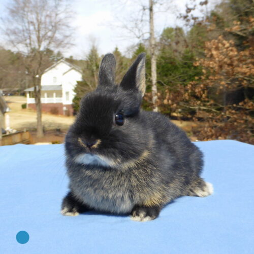 Netherland Dwarf, Oreo's Black Otter Buck-Fonzie