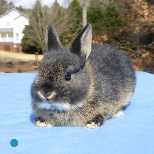 Netherland Dwarf, Oreo's Black Otter Buck-Howard