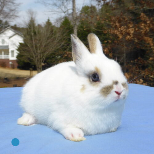 Netherland Dwarf, Oreo's Broken Chestnut Buck-Chachi