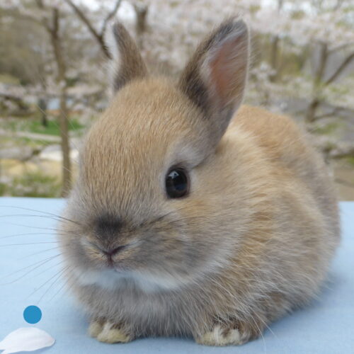 Netherland Dwarf, Nibbles' Agouti Squirrel Buck-Benny