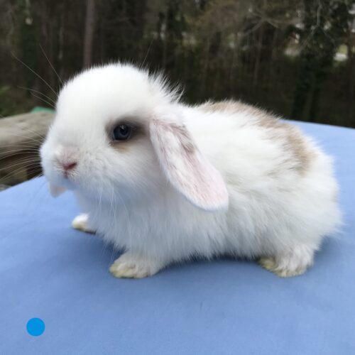 Holland Lop, A La Mode's Broken Tort Buck-Mart