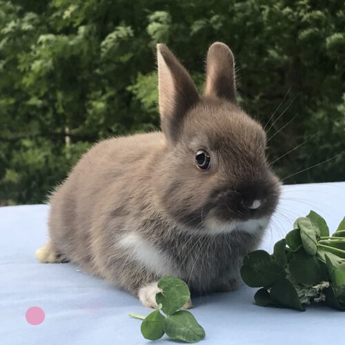 Netherland Dwarf, Honeybun's Marked Chocolate Otter Doe-Flower
