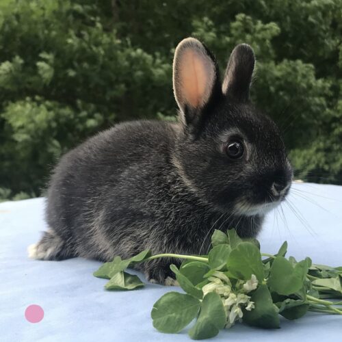 Netherland Dwarf, Honeybun's Black Otter Doe-Fifi