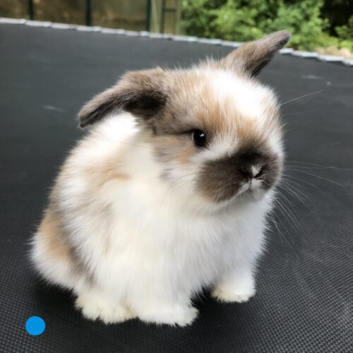 Holland Lop, Mrs. Pott's Broken Brown & Black Tort Buck-Luke