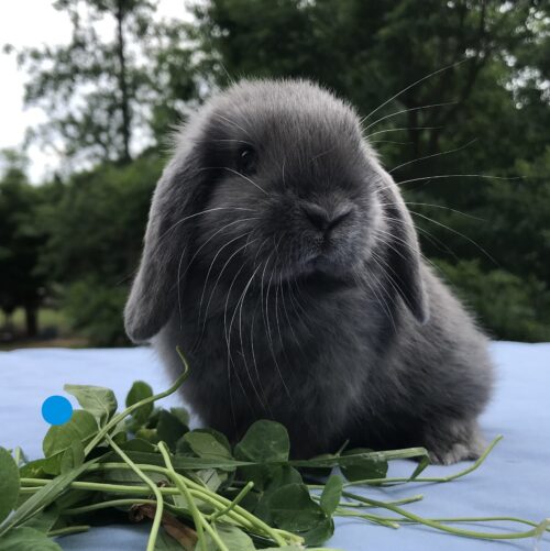 Mini Lop, Zipporah & Stoney's VC Blue Buck-Christian