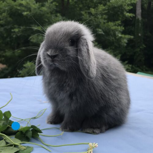 Mini Lop, Zipporah & Stoney's VC Blue Buck-William