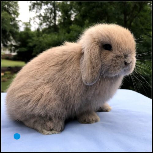 Holland Lop, Mercy's Blue Tort Buck-Gary