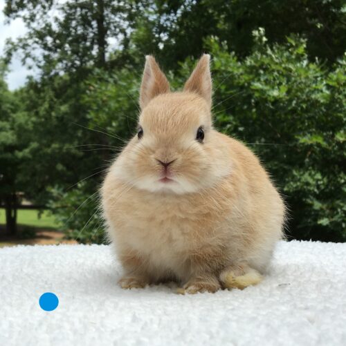 Netherland Dwarf, Nibbles' Tan Buck-Pumpkin
