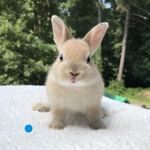 Netherland Dwarf, Bluebelle's Tan Buck-Austin