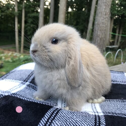 Holland Lop, Mercy's Blue Tort Doe-Solana