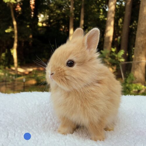 Dwarf Lionhead, Nala's Orange Buck - Burt