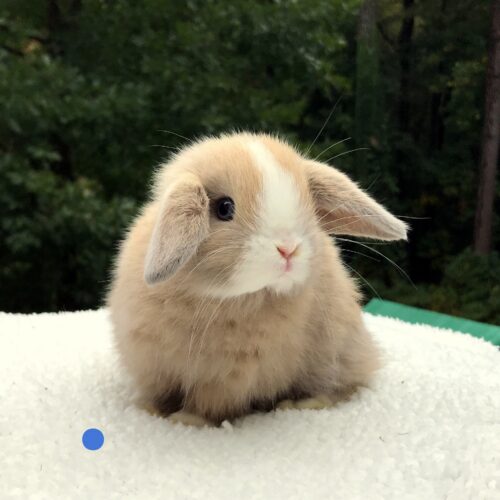 Holland Lop, Candy's Marked, Vienna, Blue Tort Buck-Ash