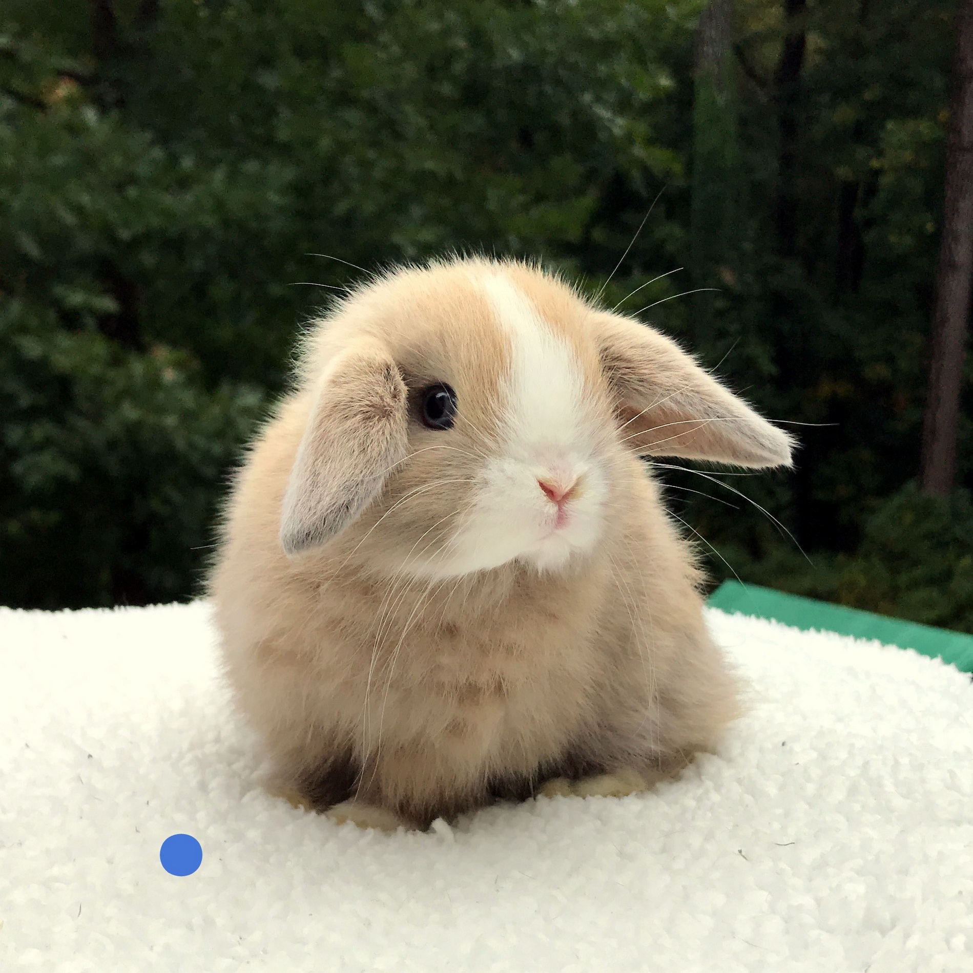 Holland Lop, Candy’s Marked, Vienna, Blue Tort Buck-Ash – Foothills ...