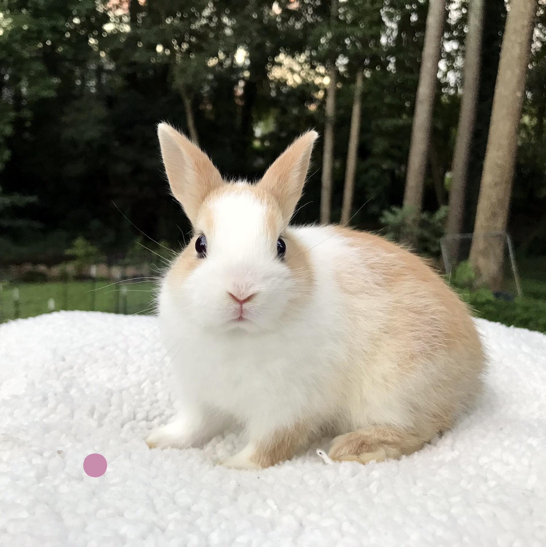 Netherland Dwarf, Nibbles' Marked, Broken Orange Doe-Leah