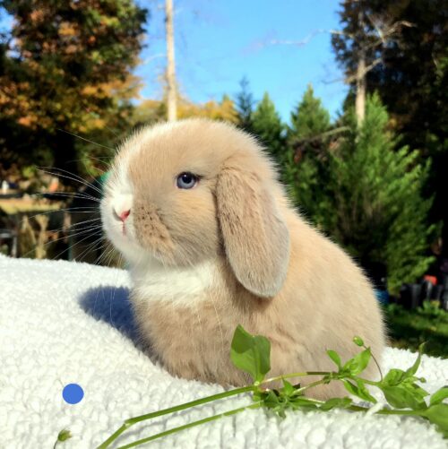 Holland Lop, A La Mode's Marked, Vienna, Blue Tort Buck - Wallace