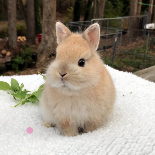 Netherland Dwarf, Bluebelle's Fawn Doe-Minnie