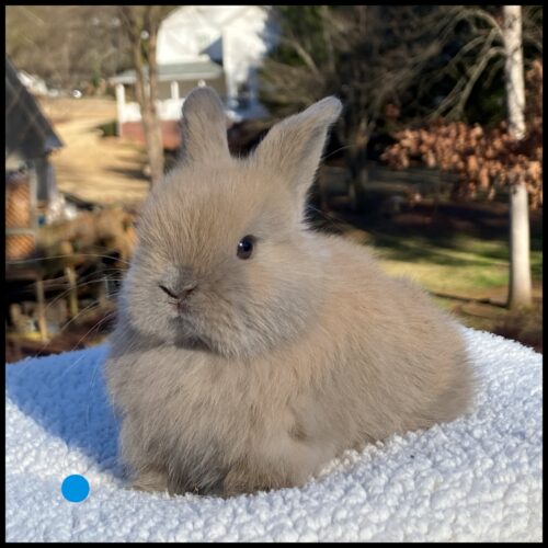 Holland Lop, A La Mode's Blue Tort Buck-Tonkatsu