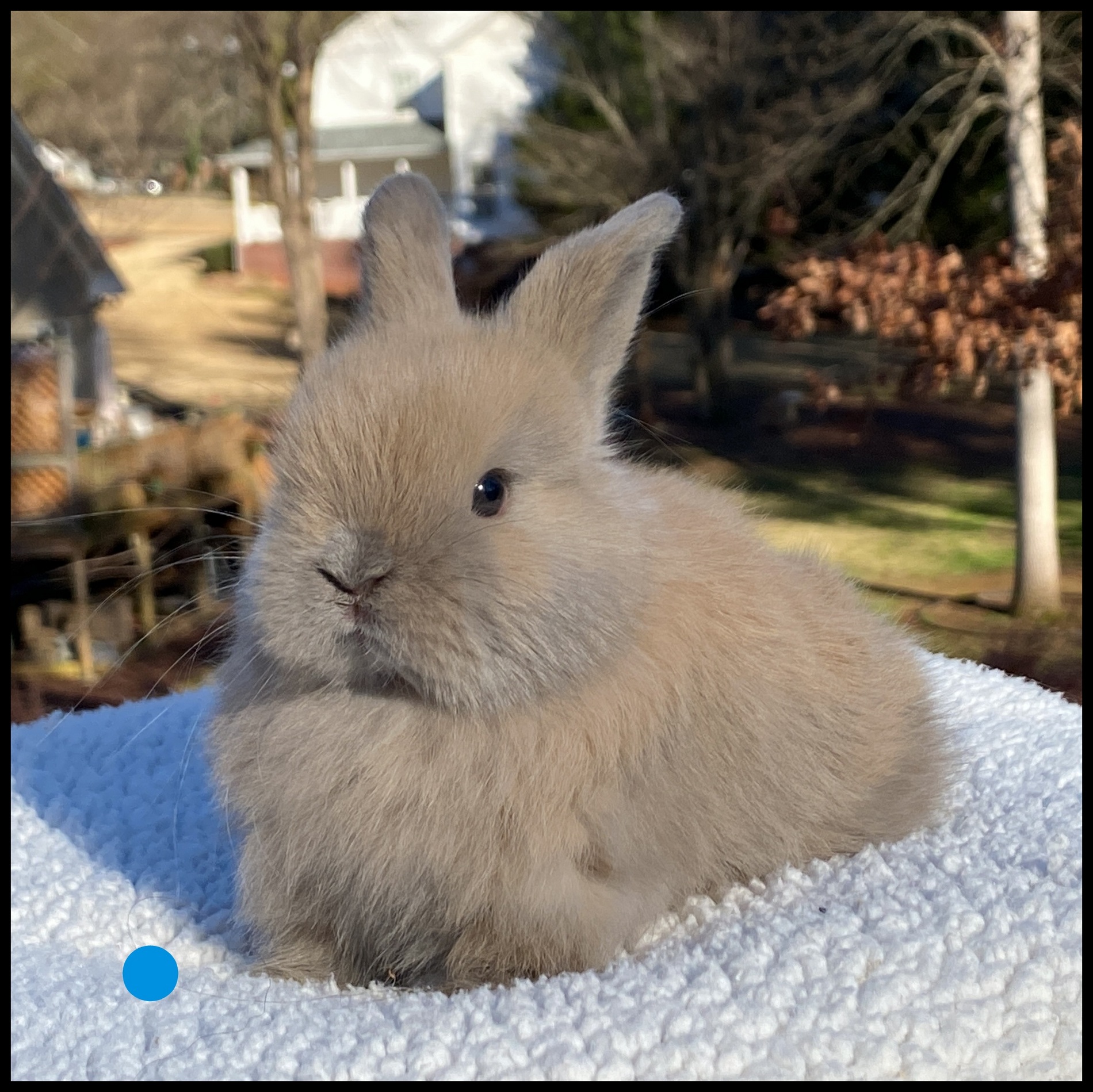 Holland Lop, A La Mode’s Blue Tort Buck-Tonkatsu – Foothills Rabbitry