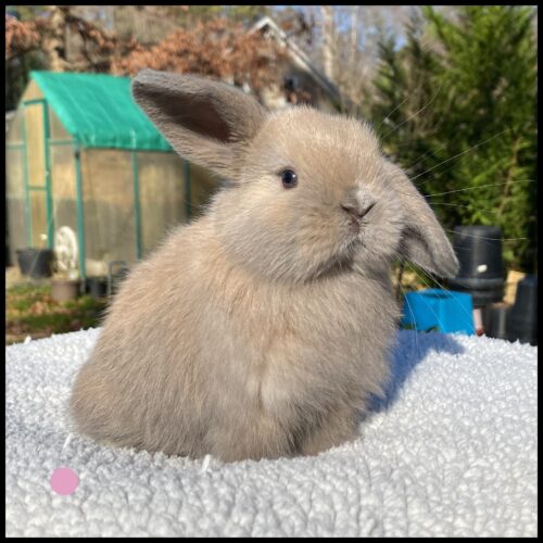 Holland Lop, A La Mode’s Blue Tort Doe-Udon – Foothills Rabbitry