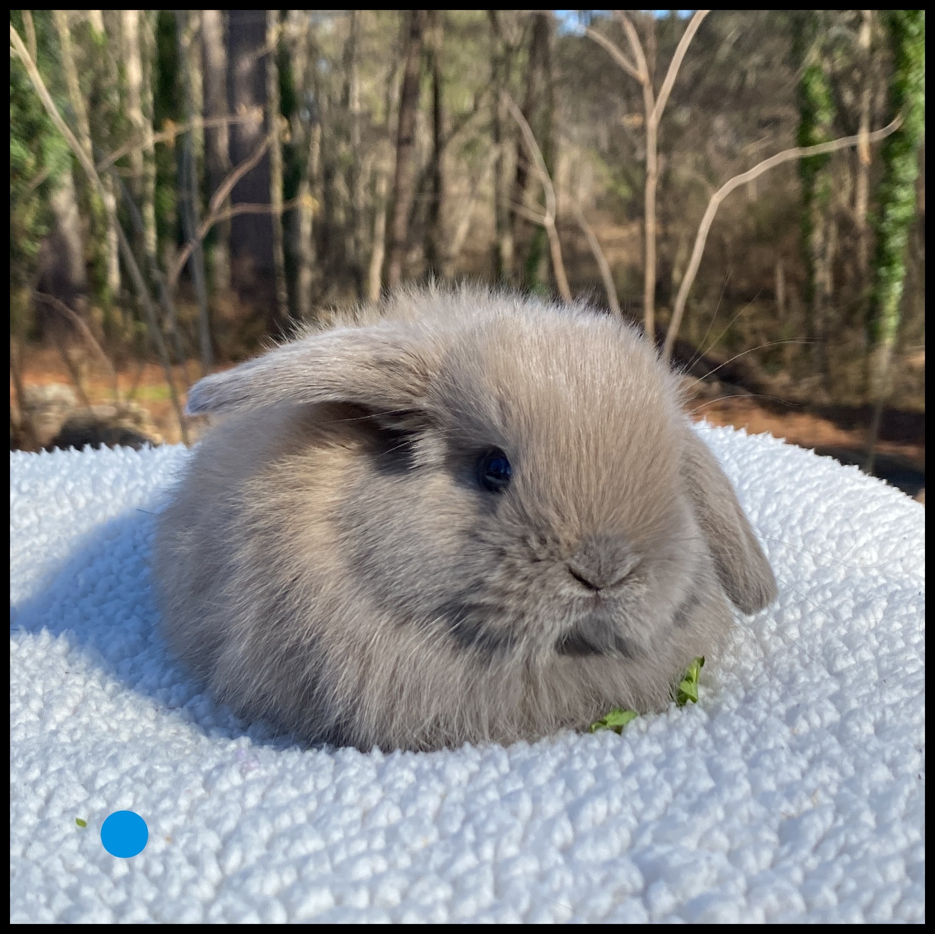 Holland Lop, A La Mode’s Blue Tort Buck-yakitori – Foothills Rabbitry