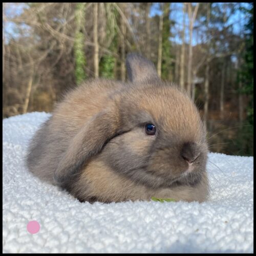 Holland Lop, Graceful's Black Tort Doe-Whisper