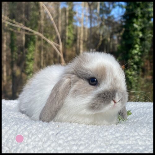 Holland Lop, Graceful's Broken Black Tort Doe-Waverly