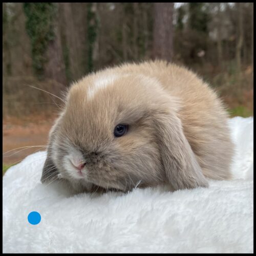 Holland Lop, Candy & Turtle's Marked, VC Broken Blue Tort Buck-Buzz