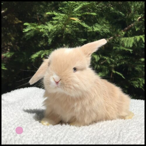 Holland Lop, Candy & Turtle's Marked, VC Cream Doe-Armani