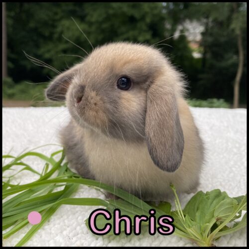 Holland Lop, Graceful and Turtle's Black Tort Doe-Chris (Waffles)