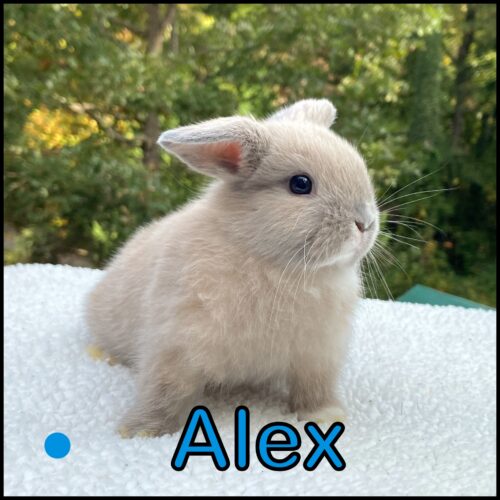 Holland Lop, Alice and Turtle's Marked, Vienna Blue Tort Buck-Alex