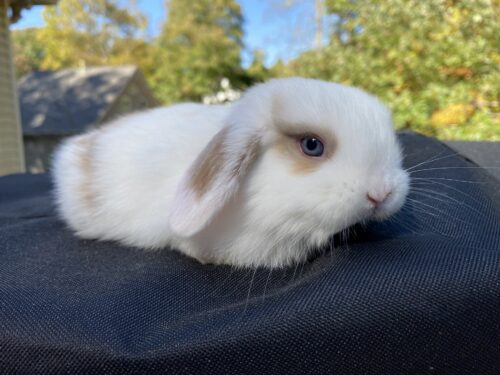 Holland Lop, Snowy & Turtle's Broken Black Tort Vienna Buck-Barley - Image 2