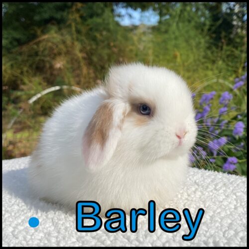 Holland Lop, Snowy & Turtle's Broken Black Tort Vienna Buck-Barley